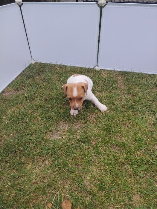 Jack Russell terrier szczenię