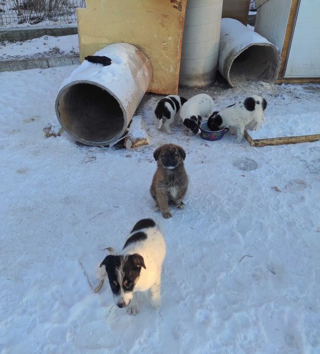 Цуценята шукають дім