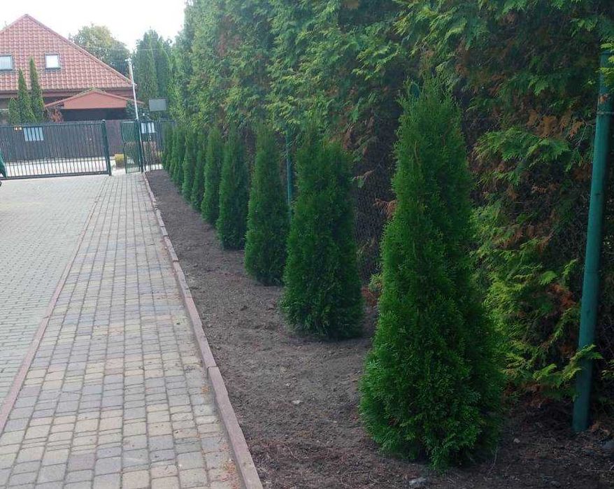 Thuja Tuja Szmaragd 160cm żywopłot SADZENIE TRANSPORT