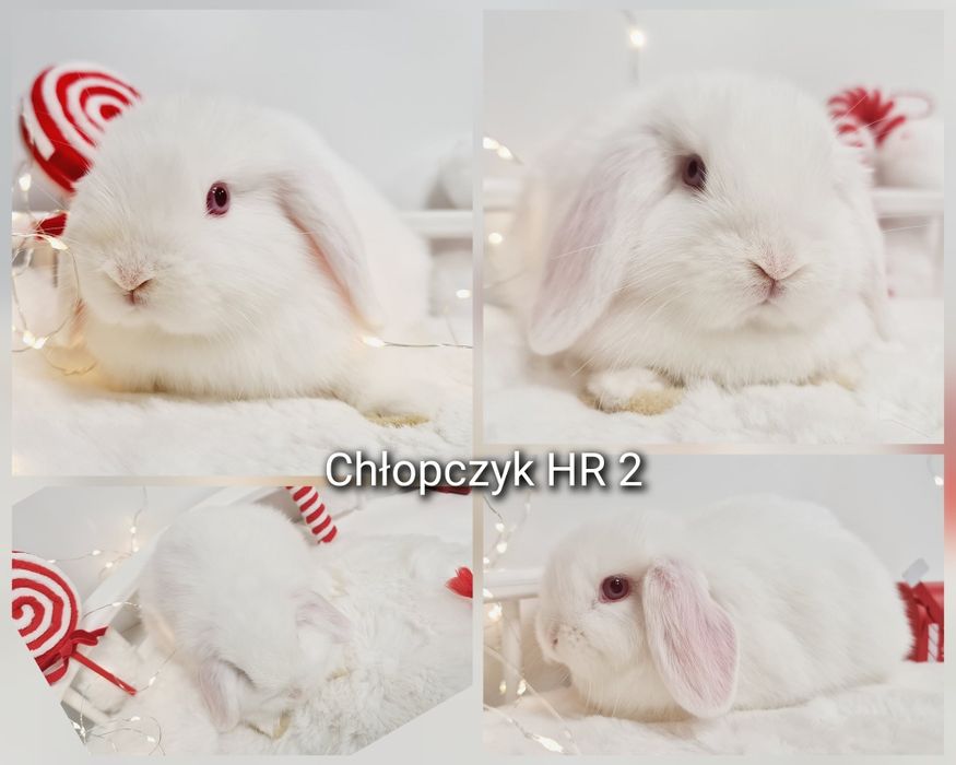 Mini lop królik króliczek miniaturka hodowla transport