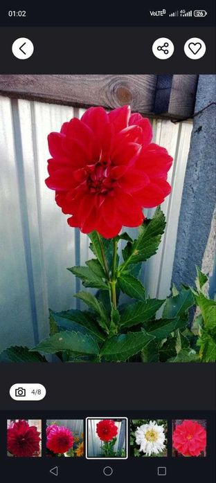 Корнеклубні георгін (суміш)