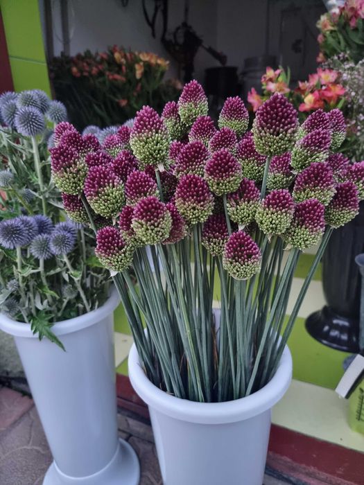 Аліуми (цибулини)