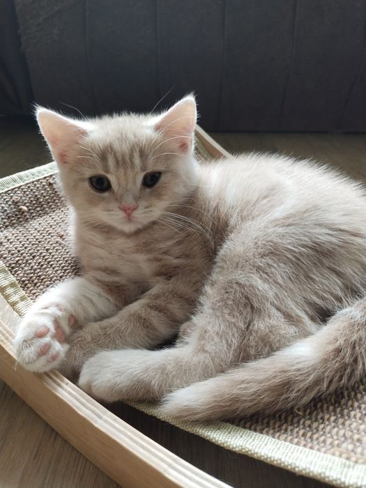Продам шотландських кошенят, хлопчики..