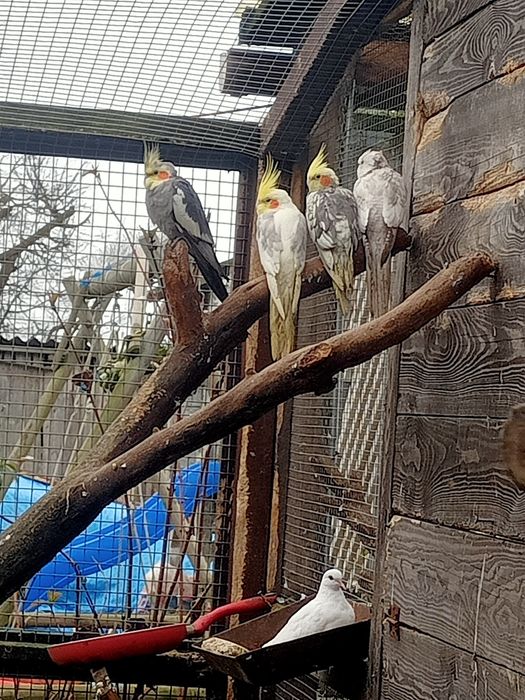 Papugi nierozłączki nimfy aleksandretty