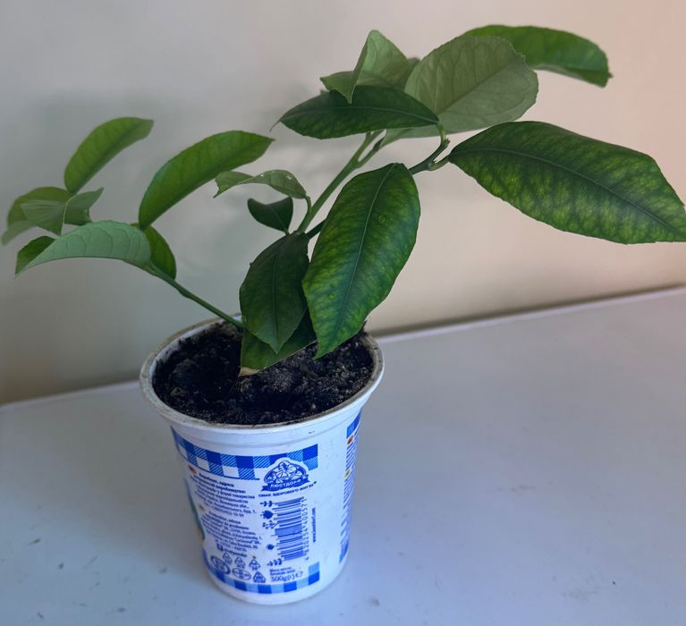 Кімнатний лимон , гранат, інжир