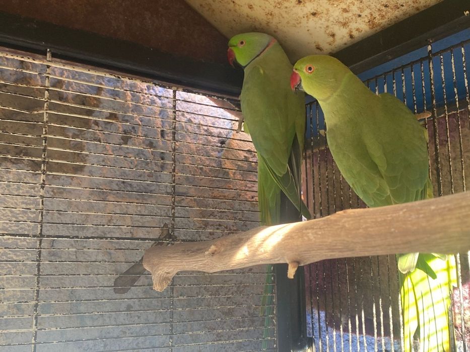 Casal aves Ring Neck