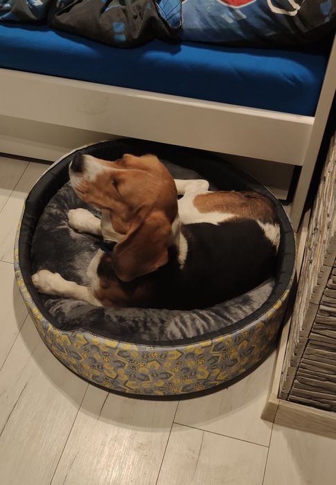 Zaginął pies beagle.
