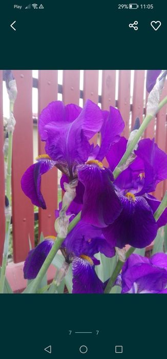 Irys bródkowy piękny wieloletni kwiat