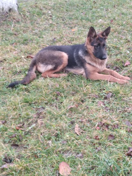 Продам німецьку вівчарку,дівчинку