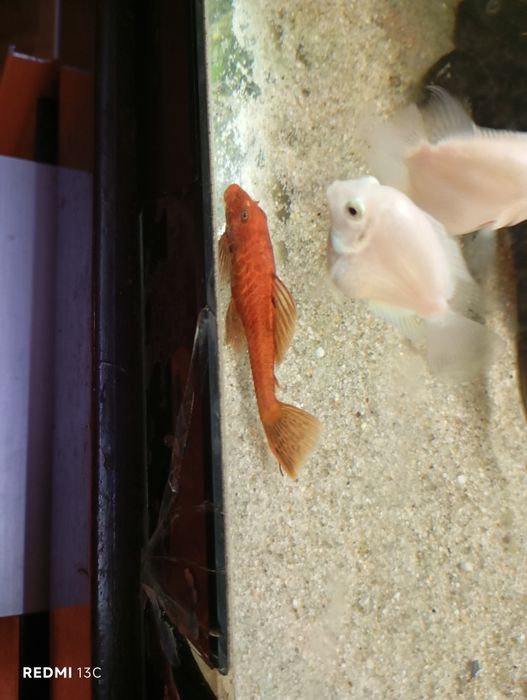 Peixe papagaio anão branco.