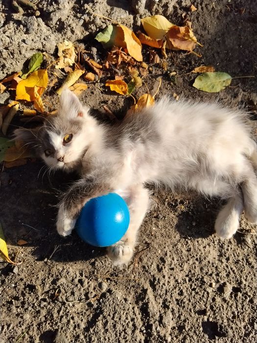 Кошенята безкоштовно