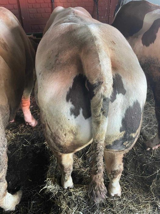 Skup Bydła Rzeźnego ! Krowy Byki Jałówki Konkurencyjne Ceny