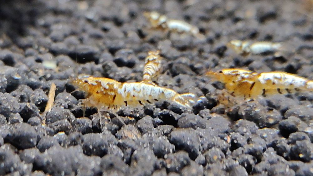 Krewetki Galaxy Caridina