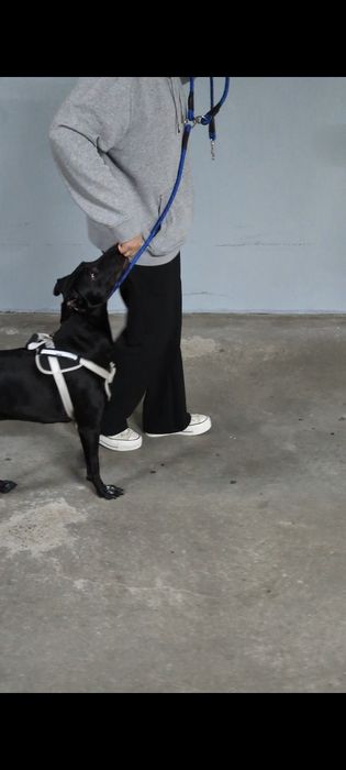 Treino Canino | Por Enfermeira Veterinária