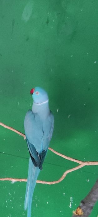 Sprzedam Aleksandreta obrożna