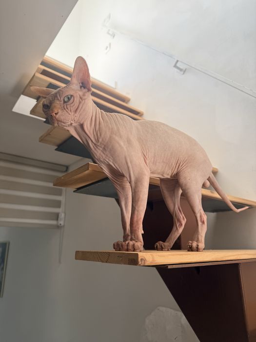 Gato Sphynx macho raça pura disponível para acasalamento