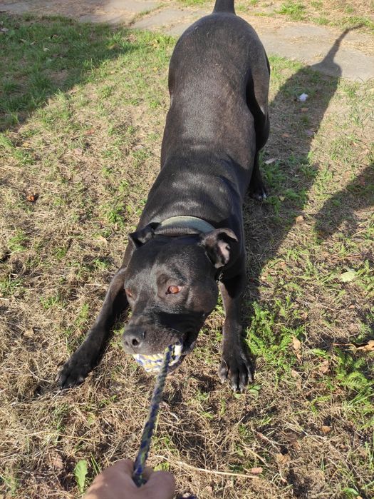 Pies do adopcji, Tyson w typie amstaffa.