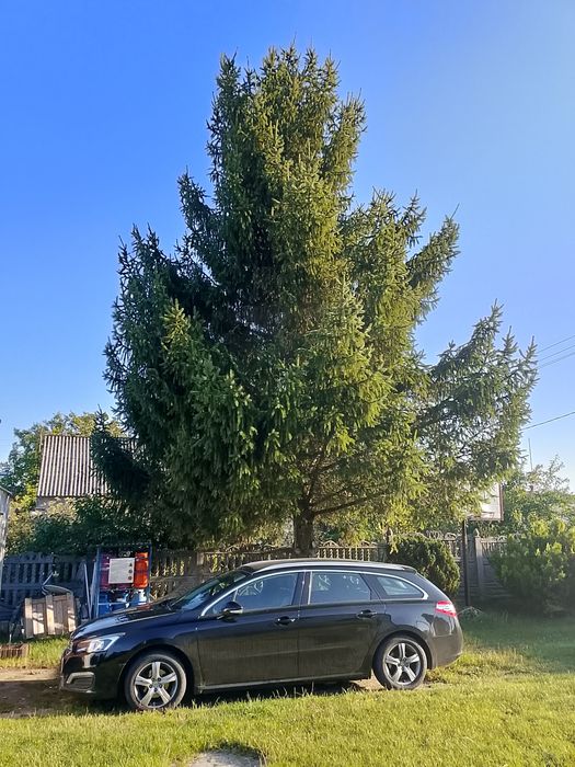 oddam za darmo świerk 12 m wysoki