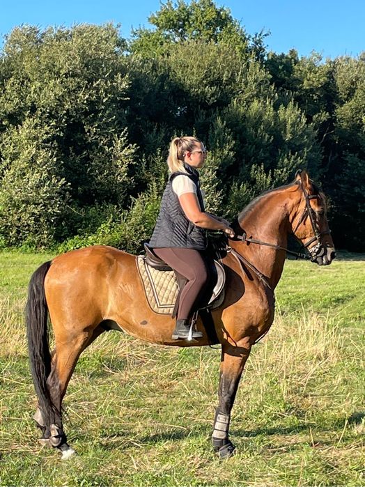Cavalo cruzado lusitano
