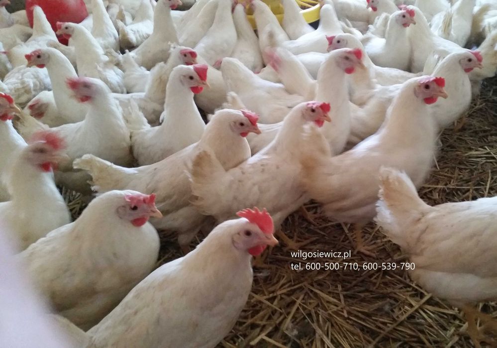 Kury kokoszki nioski