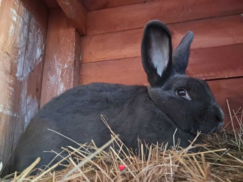 Sprzedam króliki wiedeńskie blue