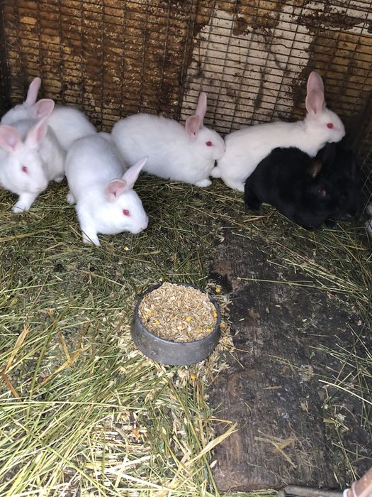 Продам кролів на племья