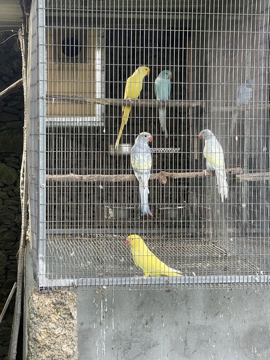 Ring necks 2026 opalinos