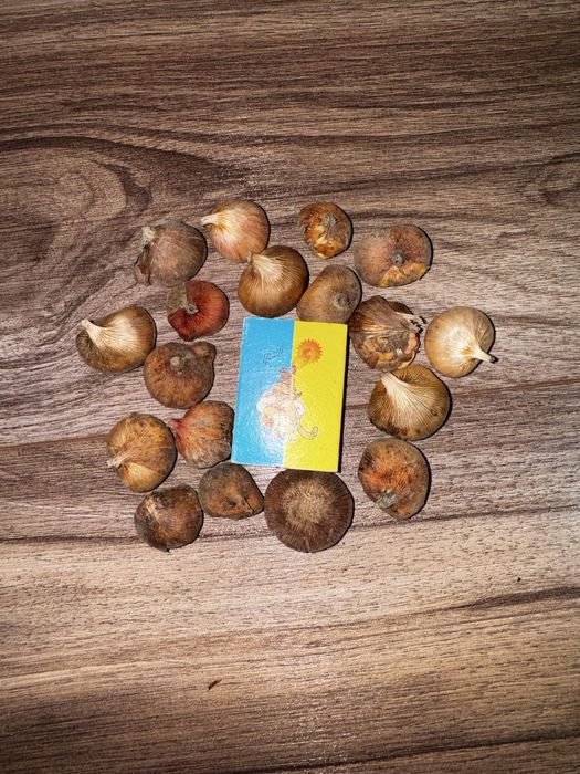 Цибулини білих гладіолусів