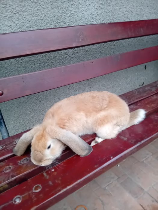 Baran Francuski młode