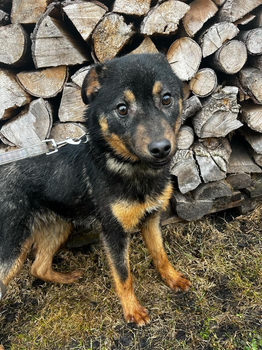 Frankie pies do adopcji