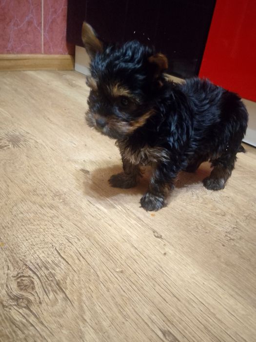 Принцеса йорочка 2,5місяці.