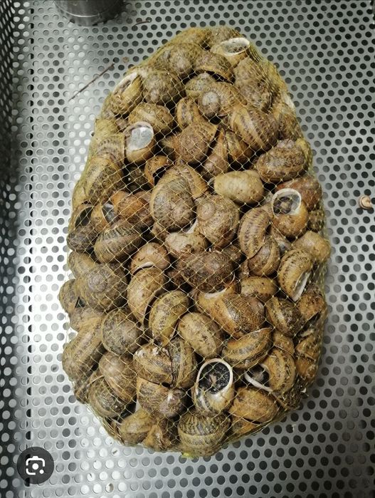Sacas de caracoletas para entrega em casa