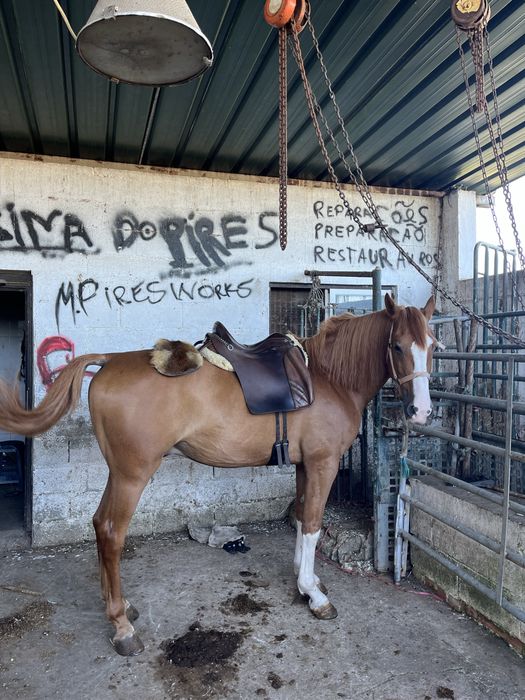 Cavalo lazão montado