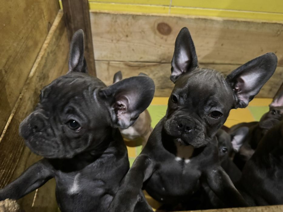 Французький бульдог