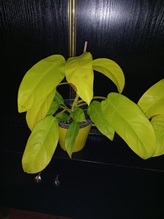 Филодендрон малый голд