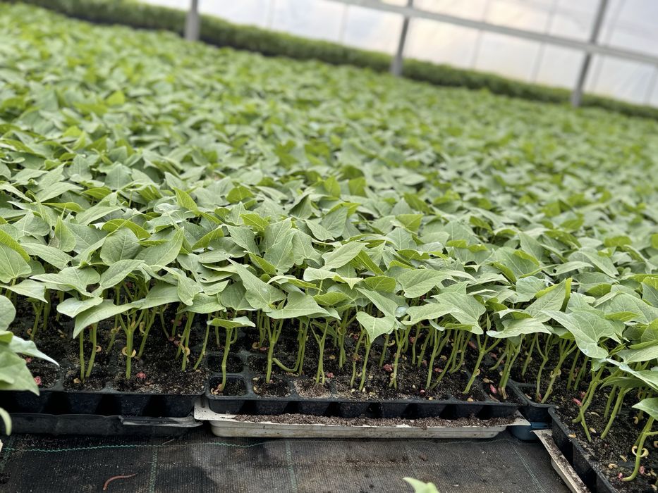 Fasola szparagowa sadzonka rozsada