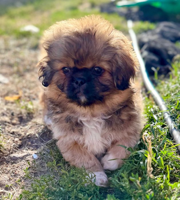 mały pekińczyk czeka na nowy dom