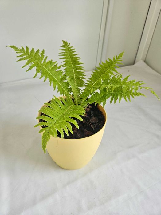 Paproć narecznica samcza 35cm C2 – ozdobna roślina + nawóz gratis