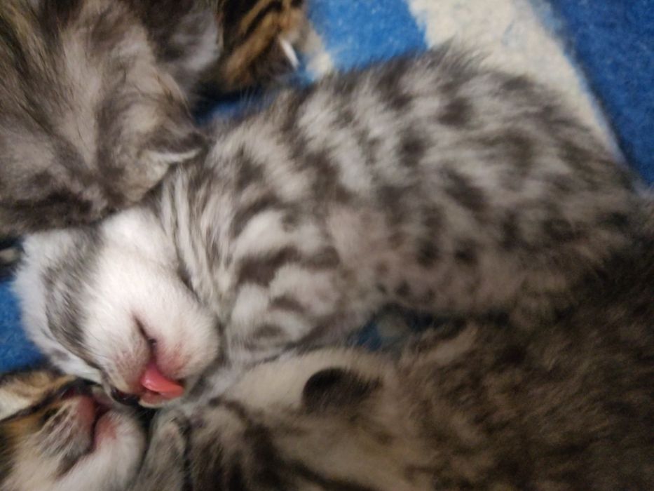 Яркие малыши"Scottish Fold и Straight"
