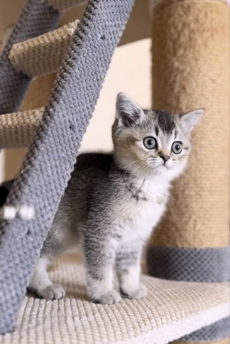 Неймовірний шолтанський котик