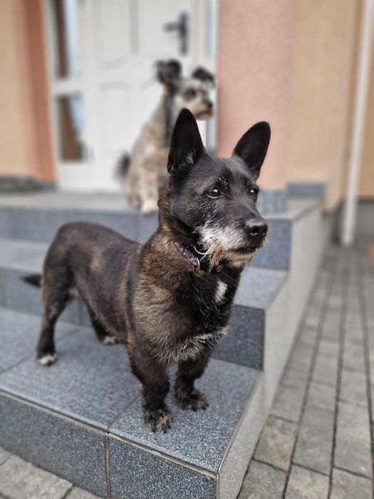 BECIA z kojca pilnie szuka SWOJEGO człowieka!