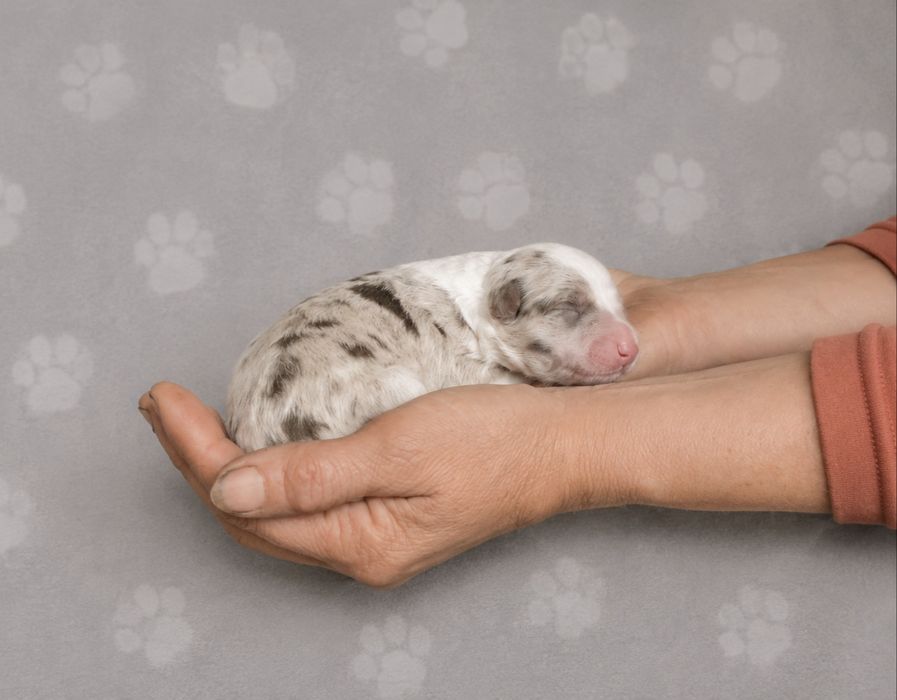 Щенок Бордер Колли КСУ