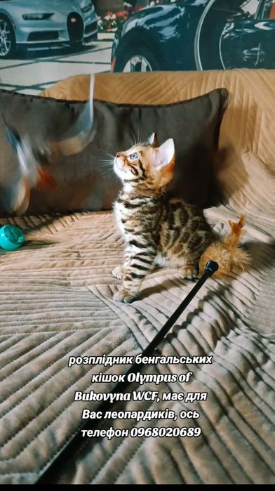 Пропоную бенгальських кошенят від клубних батьків.