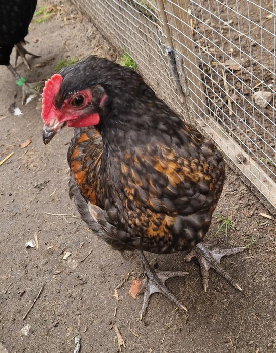 Koguty mix, biegusy kaczory, pisklęta silka , para araucana