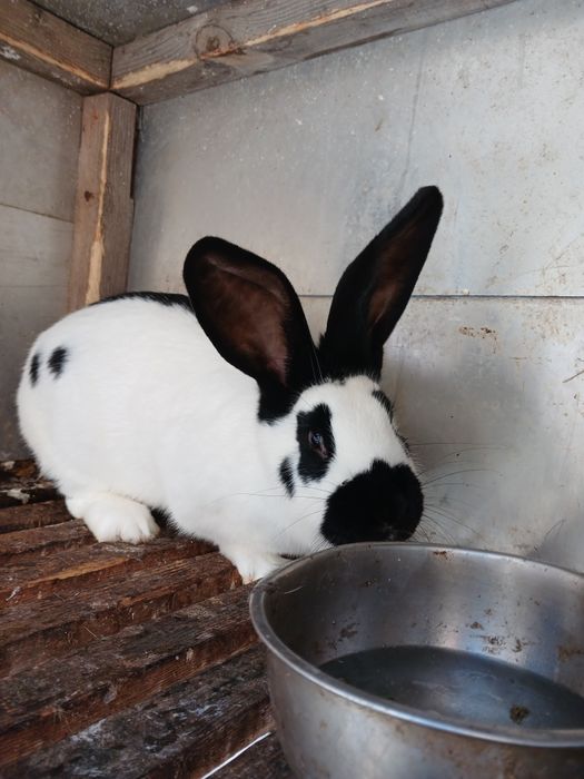 Продам кроликів німецький строкач