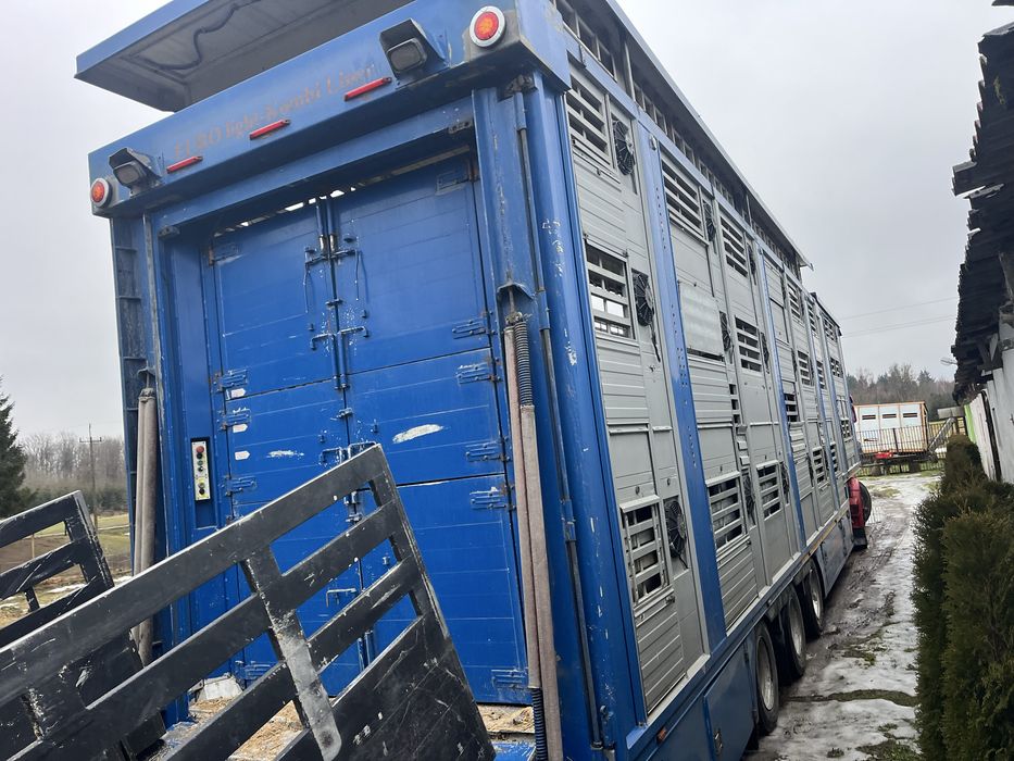 Transport skup sprzedaż bydła szybka płatność