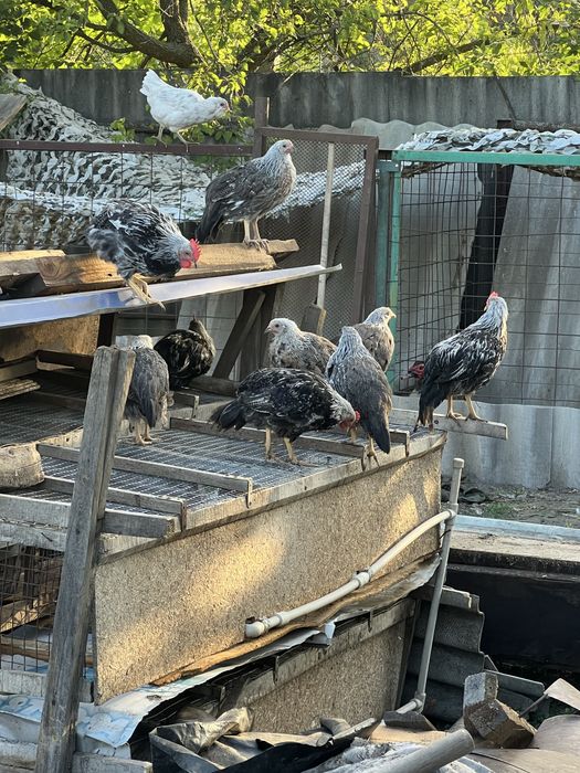 Леггорн Итальянский