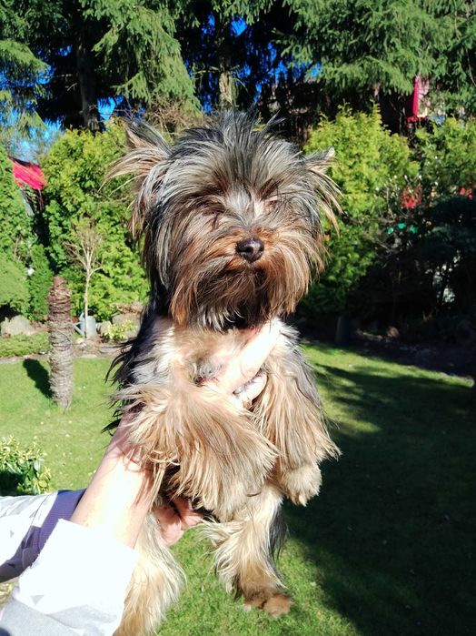 Sprzedam Yorkshire Terrier