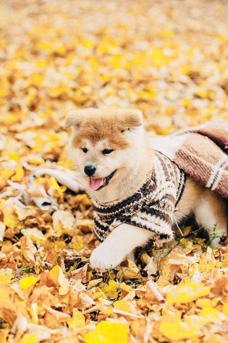 Японська Акіта іну малюки в продажі.