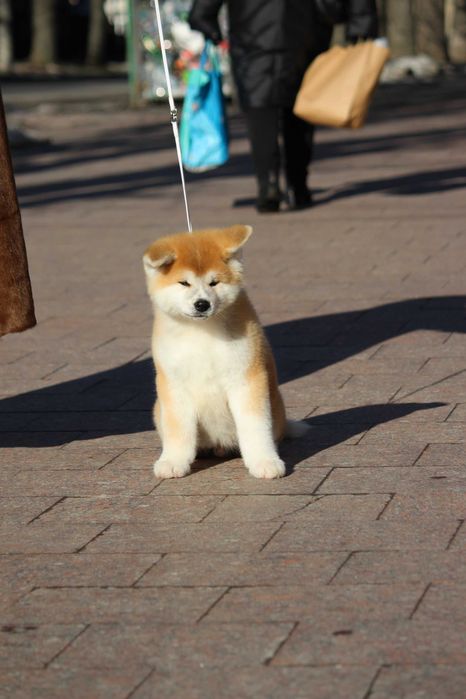 Акіта іну цуенята ,розплідник
